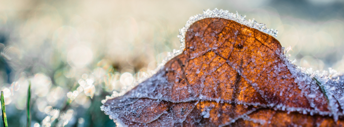 Photo by photos_by_ginny from Pexels Frossent blad