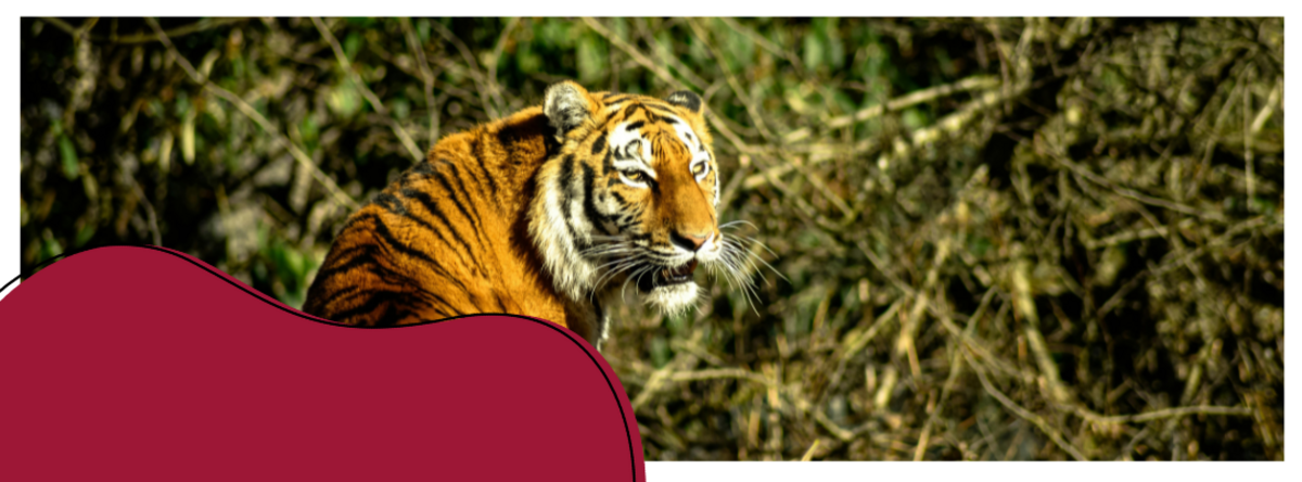 En vrissen tiger