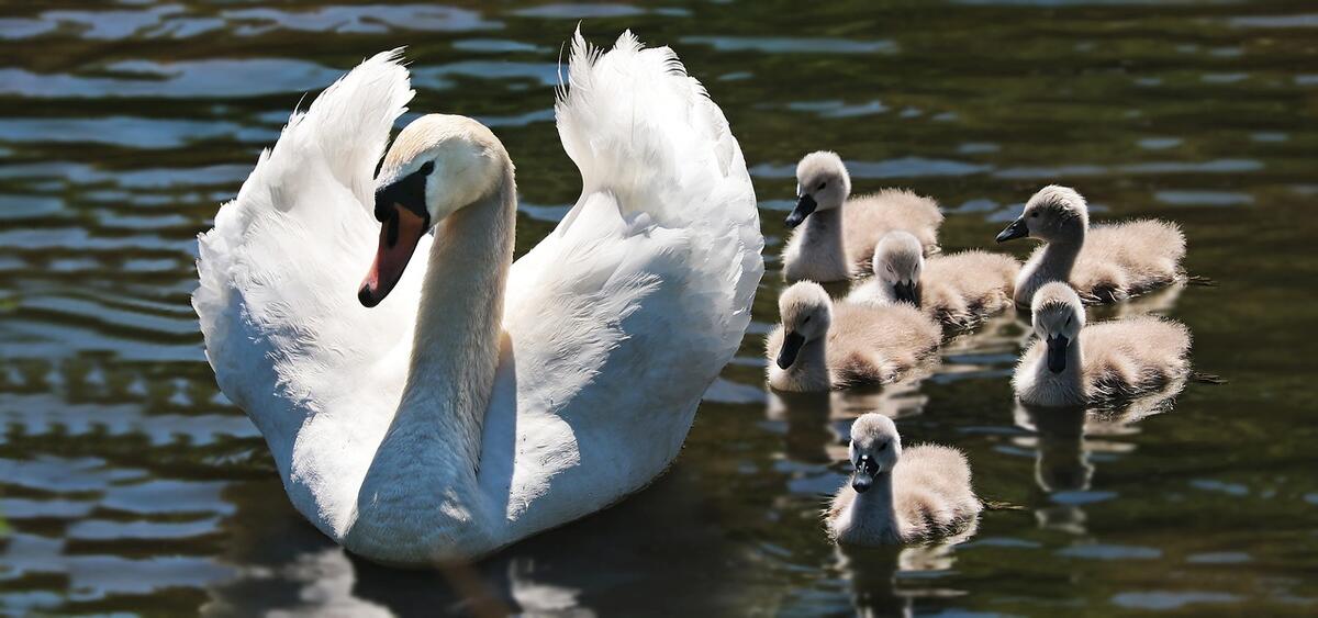 Familie på godt og ondt