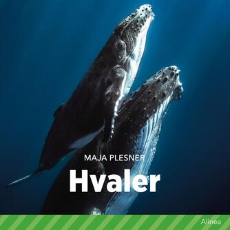 Maja Plesner: Hvaler