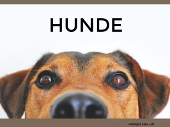 Hanne Guldberg Mikkelsen: Hunde