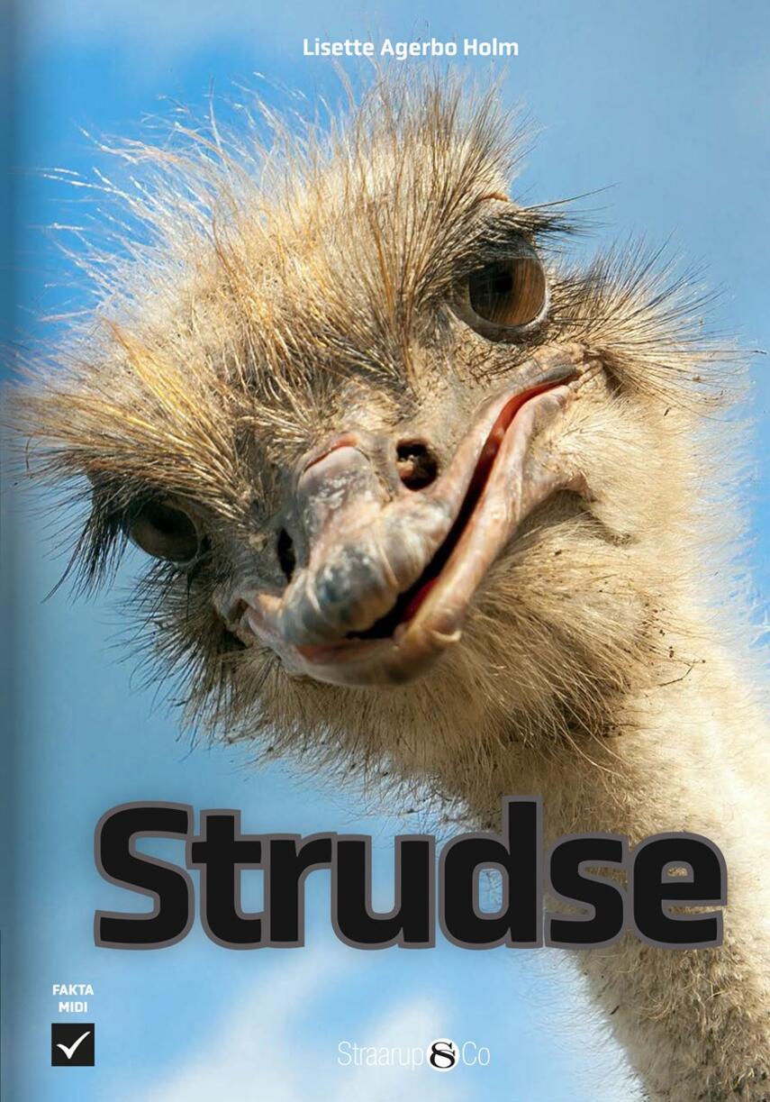 Lisette Agerbo Holm: Strudse