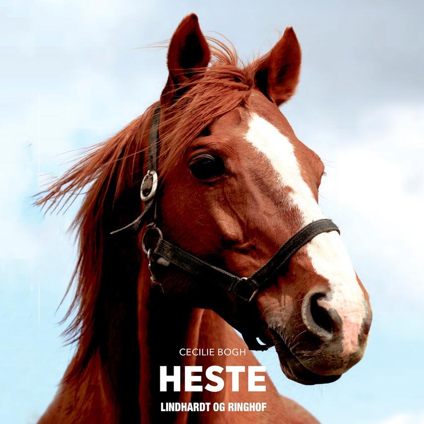 Cecilie Bogh: Heste
